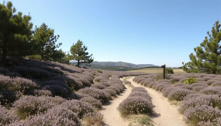 Sentier d&rsquo;interprétation des Brandes de Soyaux : parcours, nature et conseils pratiques